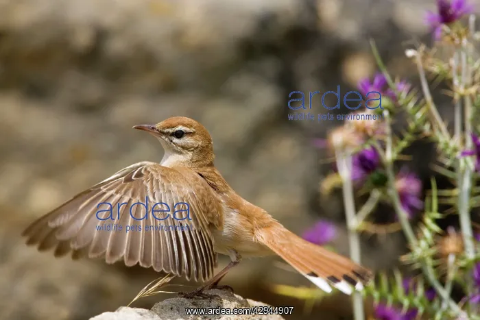 : Rufous Bush Robin : Rufous Bush Robin