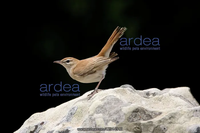 : Rufous Bush Robin : Rufous Bush Robin