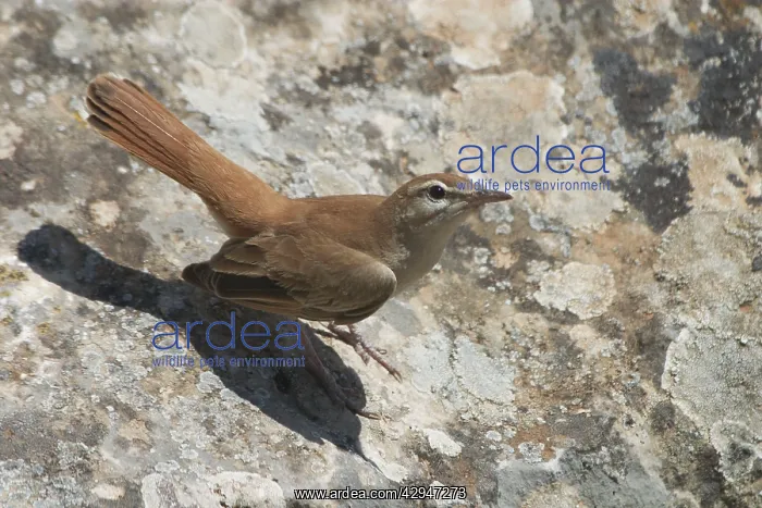 : Rufous Bush Robin - Among the Roman ruins at Dougga : Rufous Bush Robin - Among the Roman ruins at Dougga