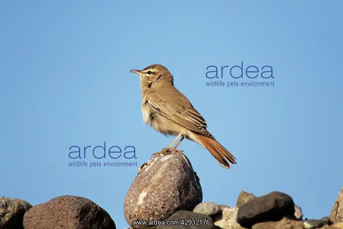 : Rufous Bush Robin / Rufus Bush Chat : Rufous Bush Robin / Rufus Bush Chat