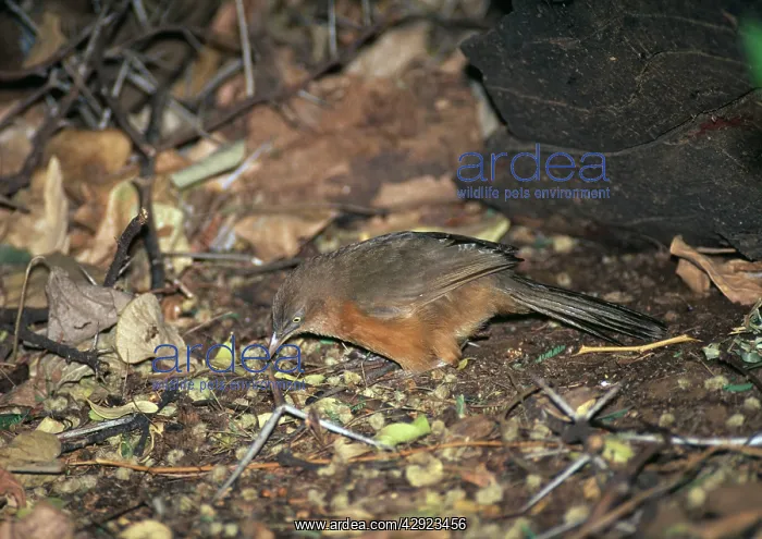 : Rufous Chatterer : Rufous Chatterer