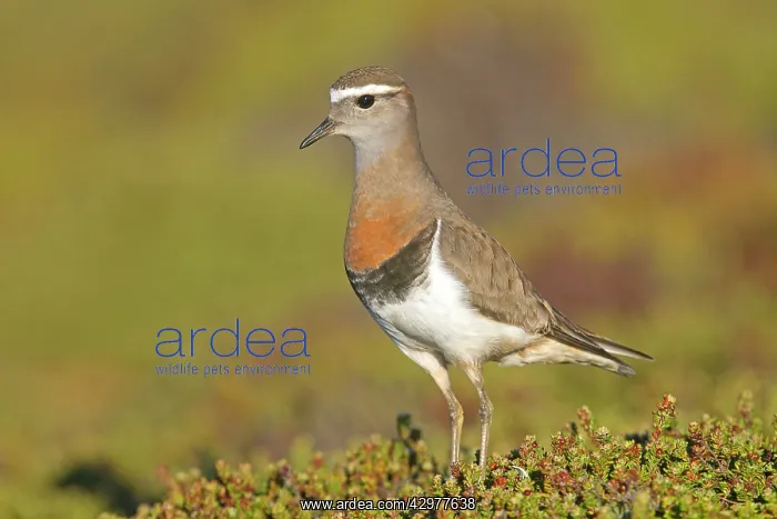 : Rufous-chested Plover / Rufous-chested Dotterel : Rufous-chested Plover / Rufous-chested Dotterel