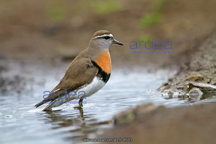 : Rufous-chested Plover / Rufous-chested Dotterel : Rufous-chested Plover / Rufous-chested Dotterel