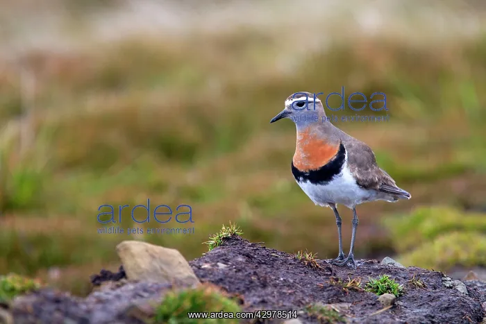: Rufous-chested Plover / Rufous-chested Dotterel : Rufous-chested Plover / Rufous-chested Dotterel