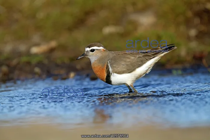 : Rufous-chested Plover / Rufous-chested Dotterel : Rufous-chested Plover / Rufous-chested Dotterel