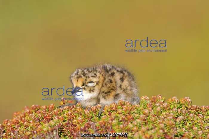 : Rufous-chested Plover / Rufous-chested Dotterel - young : Rufous-chested Plover / Rufous-chested Dotterel - young