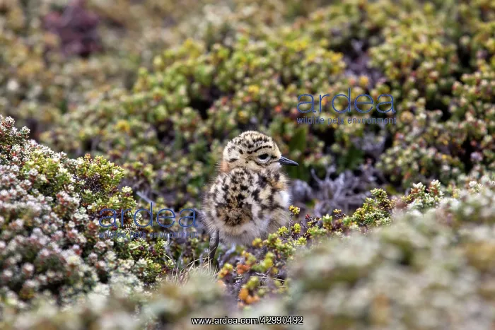 : Rufous-chested Plover / Rufous-chested Dotterel - young : Rufous-chested Plover / Rufous-chested Dotterel - young