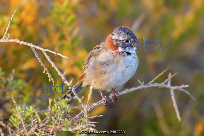 : Rufous-collard Sparrow - adult in first morning light : Rufous-collard Sparrow - adult in first morning light