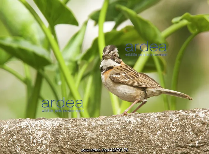 : Rufous-collared sparrow : Rufous-collared sparrow