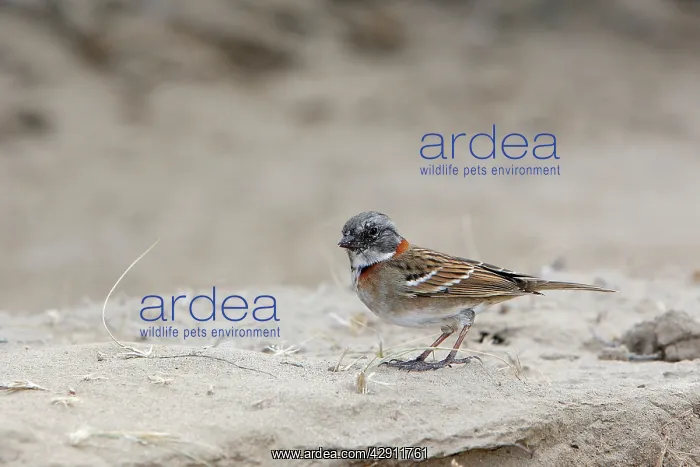 : Rufous-collared Sparrow : Rufous-collared Sparrow