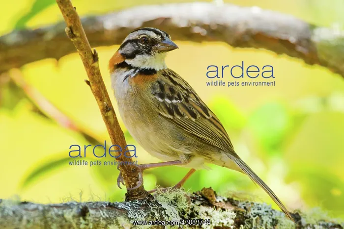 : Rufous-collared Sparrow : Rufous-collared Sparrow