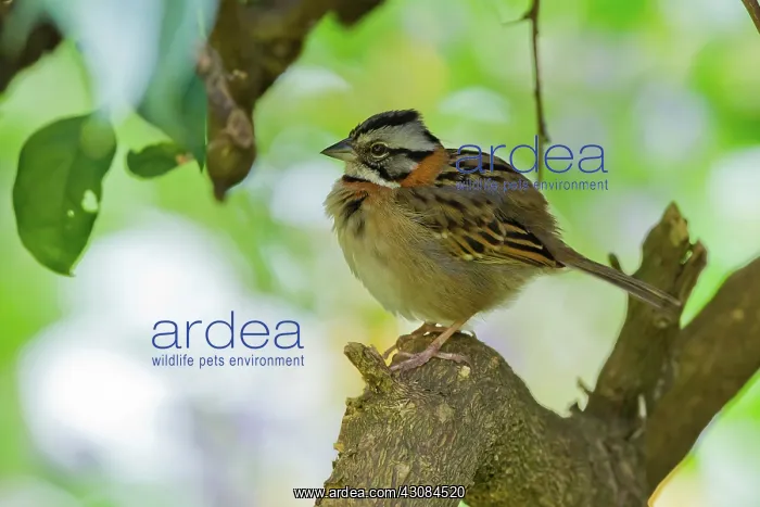 : Rufous-collared Sparrow : Rufous-collared Sparrow