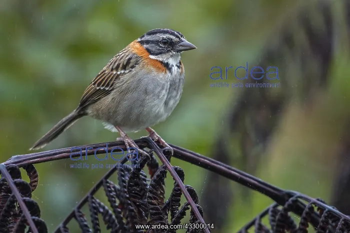 : Rufous-collared Sparrow / Andean Sparrow (Zonotrichia : Rufous-collared Sparrow / Andean Sparrow (Zonotrichia