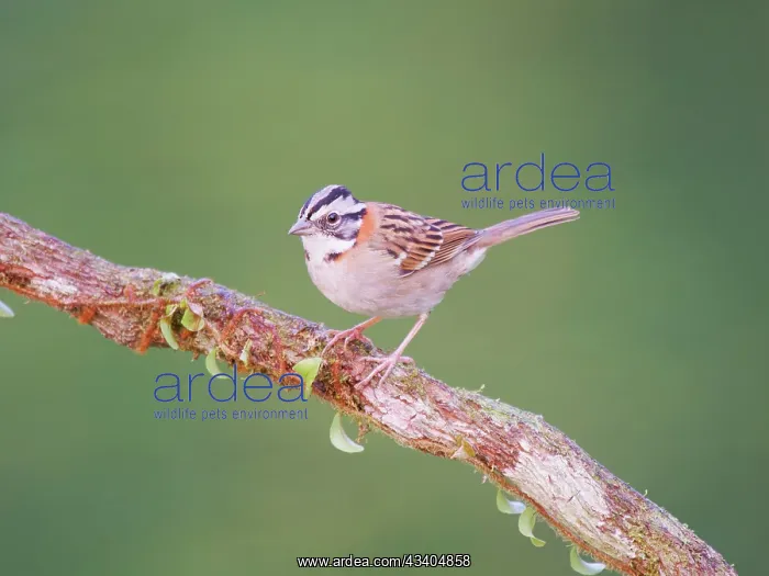 : Rufous Collared Sparrow Zonotrichia capensis Atlantic : Rufous Collared Sparrow Zonotrichia capensis Atlantic