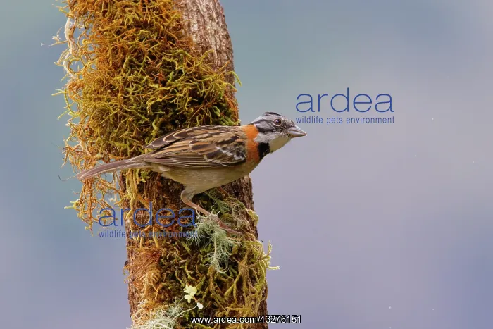  : Rufous Collared Sparrow Zonotrichia capensis San Gerardo de
