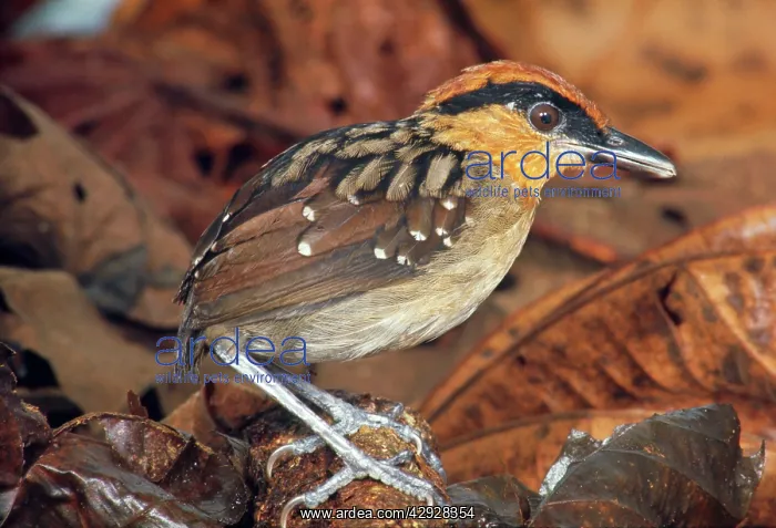  : Rufous Crowned Antpitta