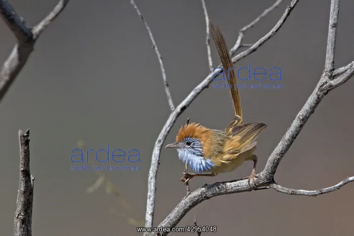 : Rufous-crowned Emu-wren - in spinifex country along : Rufous-crowned Emu-wren - in spinifex country along