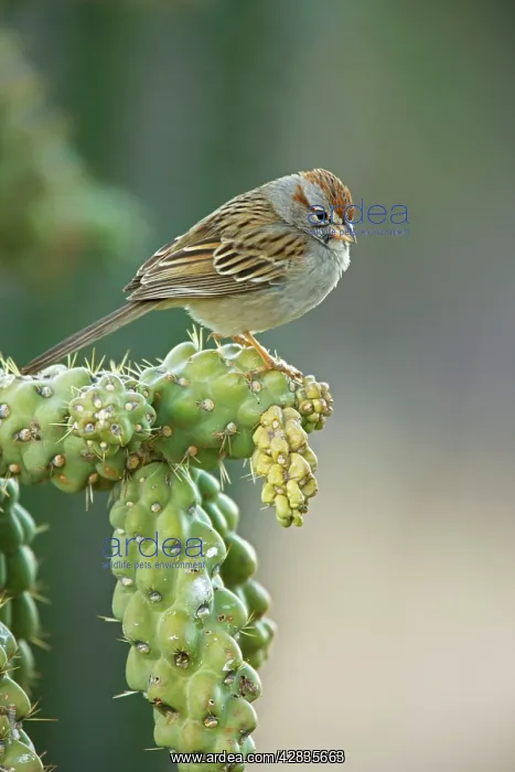 : Rufous-crowned Sparrow - Perched on ocotilla cactus branch : Rufous-crowned Sparrow - Perched on ocotilla cactus branch