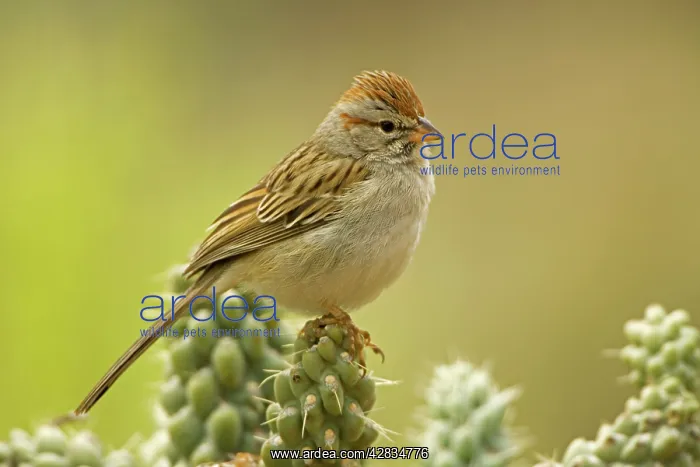 : Rufous-crowned Sparrow - portrait : Rufous-crowned Sparrow - portrait