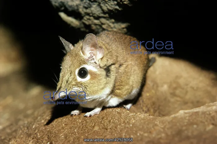 : Rufous Elephant-shrew : Rufous Elephant-shrew