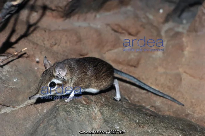 : Rufous Elephant Shrew (Elephantulus rufescens), or East Afri : Rufous Elephant Shrew (Elephantulus rufescens), or East Afri