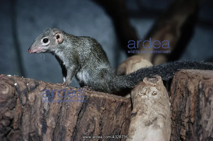 : Rufous Elephant Shrew (Elephantulus rufescens) : Rufous Elephant Shrew (Elephantulus rufescens)
