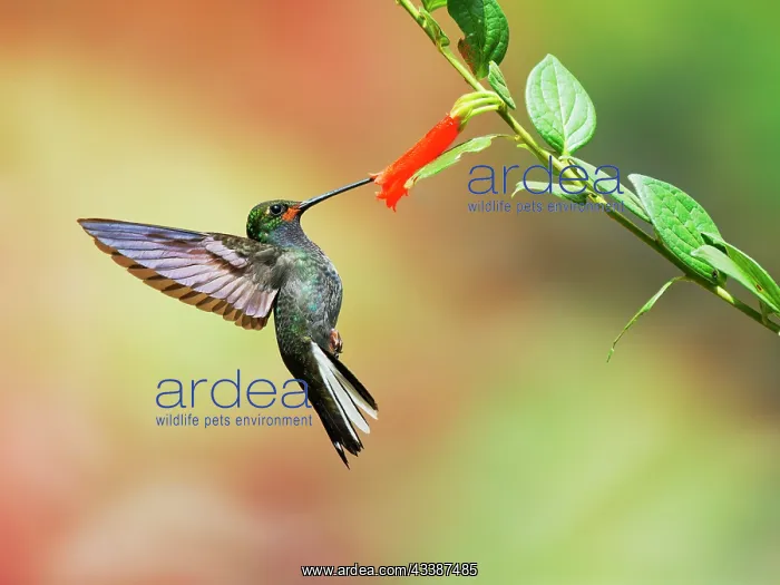 : Rufous Gaped Hillstar - feeding on flowers Uroch : Rufous Gaped Hillstar - feeding on flowers Uroch