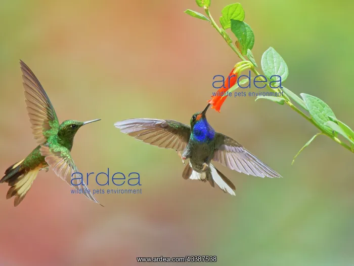 : Rufous Gaped Hillstar - feeding on flowers Uroch : Rufous Gaped Hillstar - feeding on flowers Uroch