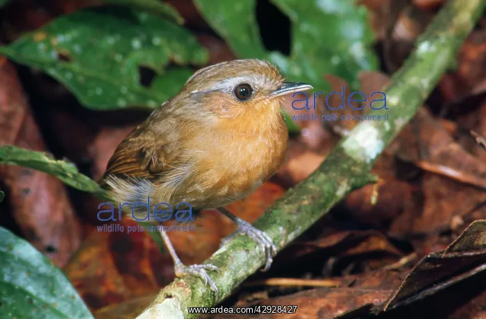 : Rufous Gnateater : Rufous Gnateater