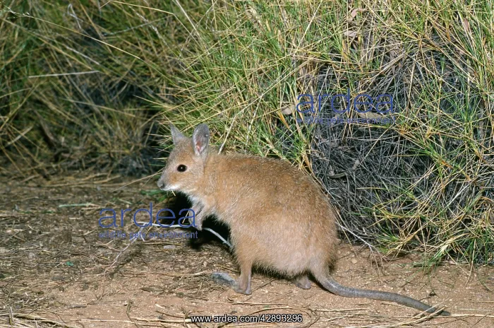 : Rufous Hare Wallaby - feeding on spinfex : Rufous Hare Wallaby - feeding on spinfex
