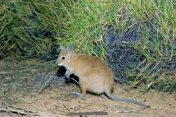 : Rufous Hare-Wallaby / Mala : Rufous Hare-Wallaby / Mala