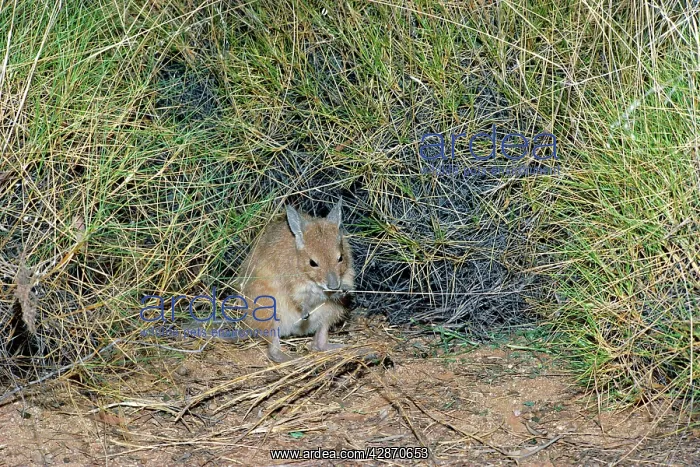 : Rufous Hare-Wallaby / Mala - Feeding : Rufous Hare-Wallaby / Mala - Feeding