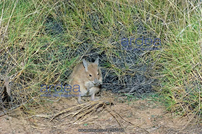 : Rufous hare-wallaby or Mala (Lagorchestes hirsutus) : Rufous hare-wallaby or Mala (Lagorchestes hirsutus)