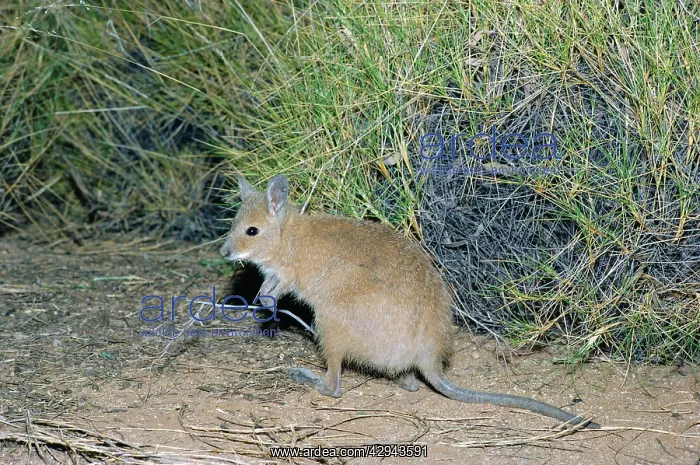 : Rufous hare-wallaby or Mala (Lagorchestes hirsutus) : Rufous hare-wallaby or Mala (Lagorchestes hirsutus)