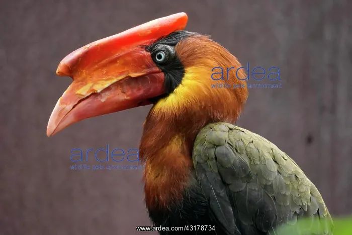 : Rufous hornbill (Buceros hydrocorax), animal portrait : Rufous hornbill (Buceros hydrocorax), animal portrait