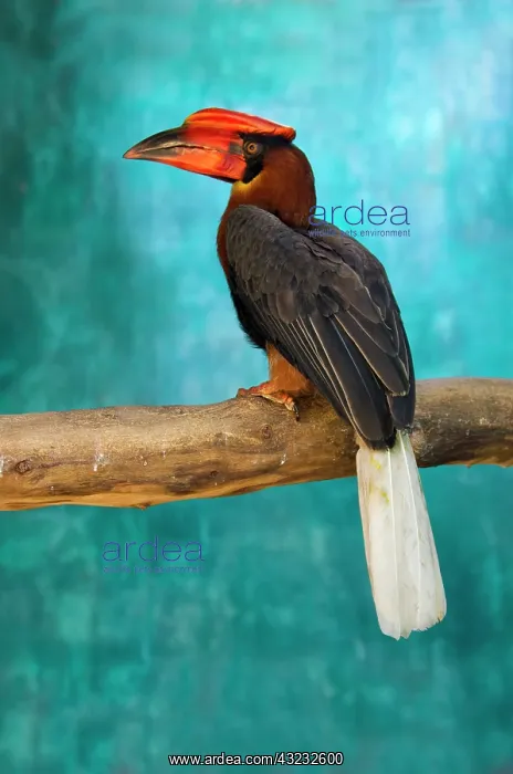 : Rufous Hornbill (Buceros hydrocorax), Philippines : Rufous Hornbill (Buceros hydrocorax), Philippines