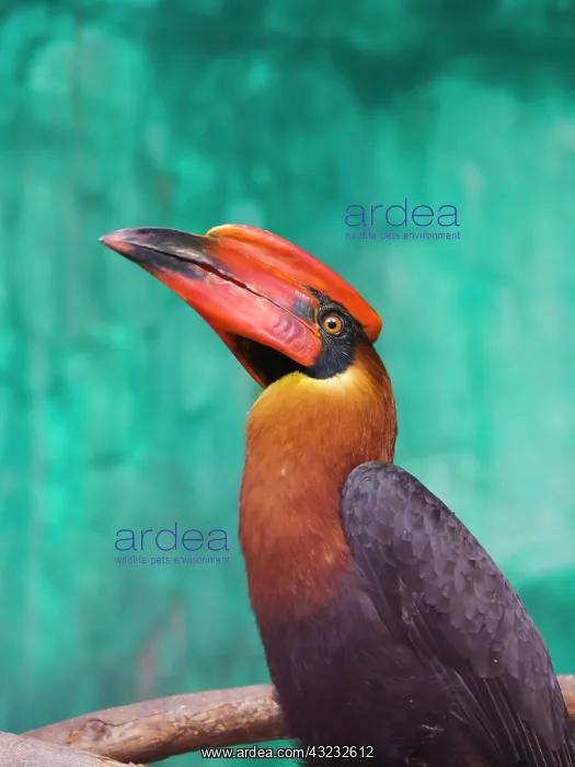 : Rufous Hornbill (Buceros hydrocorax), Philippines : Rufous Hornbill (Buceros hydrocorax), Philippines