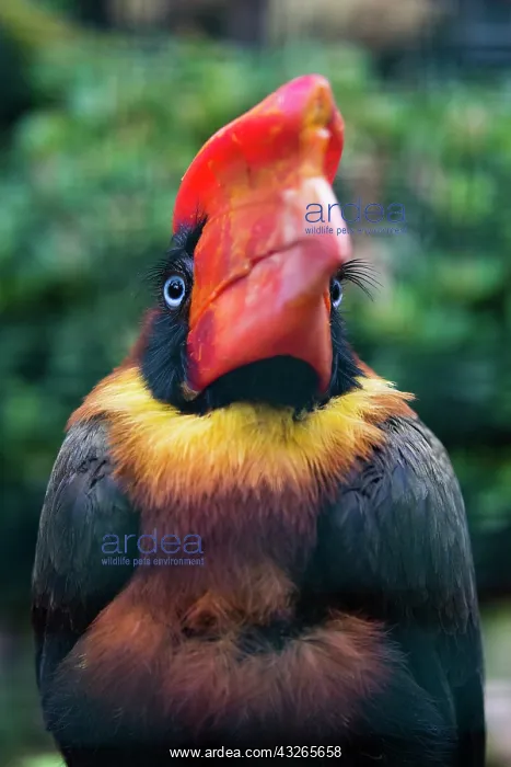 : Rufous Hornbill, captive, portrait of female, bird : Rufous Hornbill, captive, portrait of female, bird