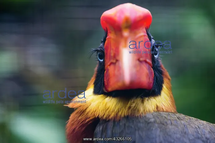 : Rufous Hornbill, captive, portrait of female, bird : Rufous Hornbill, captive, portrait of female, bird
