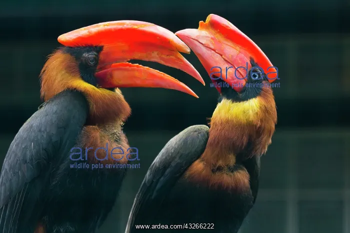 : Rufous Hornbill, pair calling to each other and : Rufous Hornbill, pair calling to each other and
