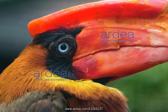 : Rufous Hornbill, portrait of male, bird showing : Rufous Hornbill, portrait of male, bird showing