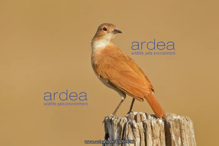 : Rufous Hornero : Rufous Hornero