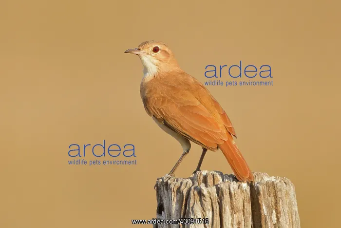: Rufous Hornero : Rufous Hornero