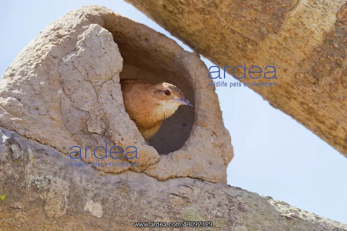  : Rufous Hornero