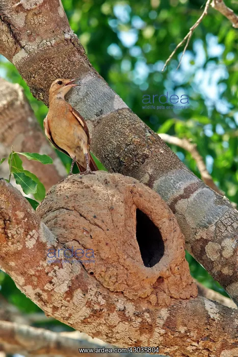  : Rufous Hornero at the clay nest entrance Pantanal