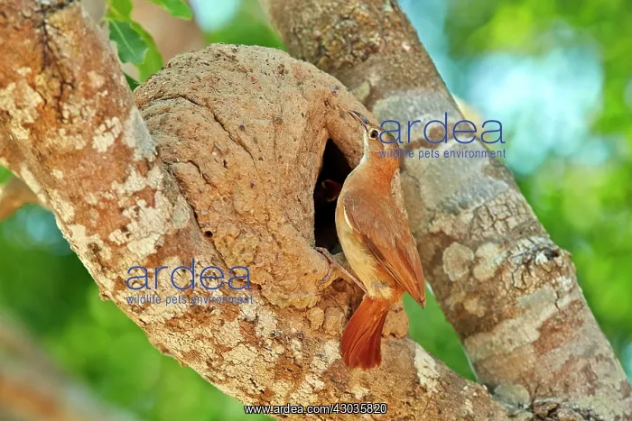 : Rufous Hornero at the clay nest entrance Pantanal : Rufous Hornero at the clay nest entrance Pantanal