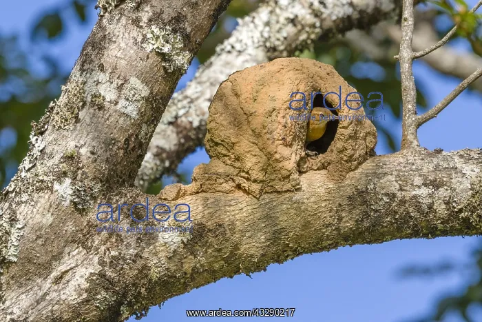  : Rufous Hornero (Furnarius rufus) looking out of