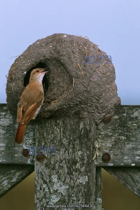 : Rufous HORNERO / Ovenbird - feeding chicks at nest : Rufous HORNERO / Ovenbird - feeding chicks at nest