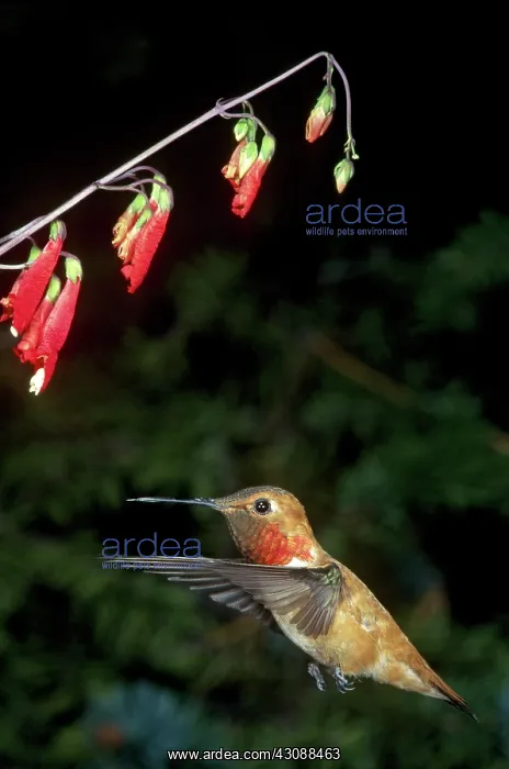 : Rufous Hummingbird : Rufous Hummingbird