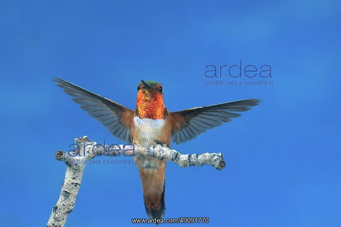 : Rufous Hummingbird : Rufous Hummingbird